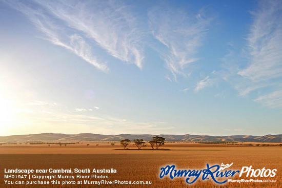 Landscape near Cambrai, South Australia