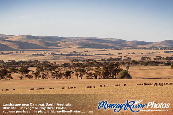 Landscape near Cambrai, South Australia