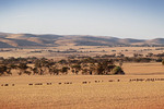 Landscape near Cambrai, South Australia