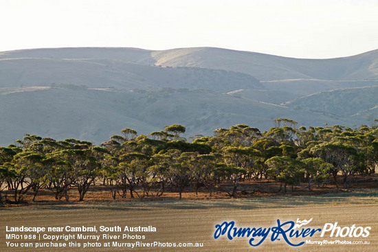 Landscape near Cambrai, South Australia