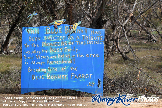 Ross Reserve, home of the Blue Bonnett, Carina