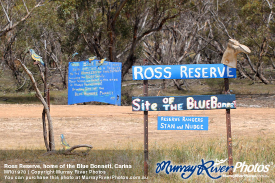 Ross Reserve, home of the Blue Bonnett, Carina