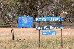 Ross Reserve, home of the Blue Bonnett, Carina