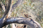 Duck at Mannum Waterfalls, South Australia