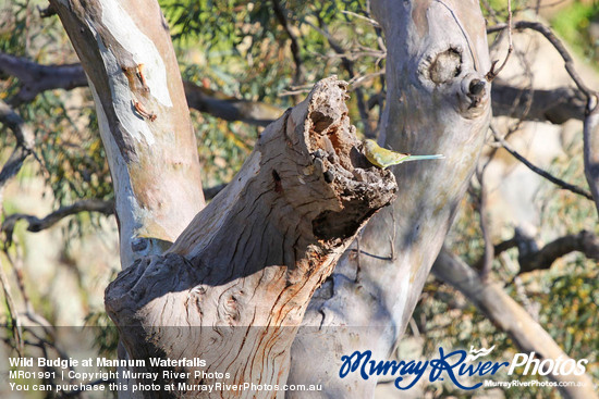 Wild Budgie at Mannum Waterfalls