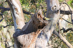 Wild Budgie at Mannum Waterfalls