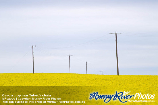 Canola crop near Tutye, Victoria