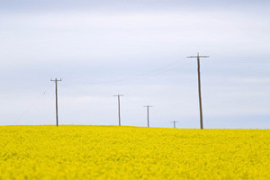 Canola crop near Tutye, Victoria