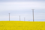 Canola crop near Tutye, Victoria