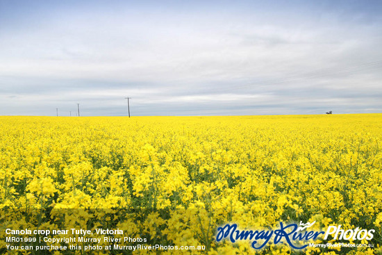 Canola crop near Tutye, Victoria