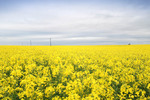 Canola crop near Tutye, Victoria