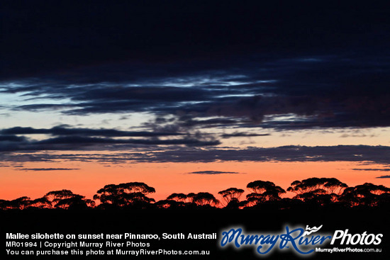 Mallee silohette on sunset near Pinnaroo, South Australi
