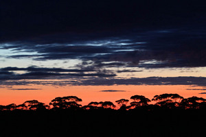 Mallee silohette on sunset near Pinnaroo, South Australi