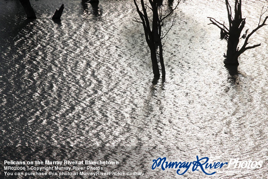 Pelicans on the Murray River at Blanchetown