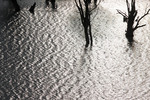 Pelicans on the Murray River at Blanchetown