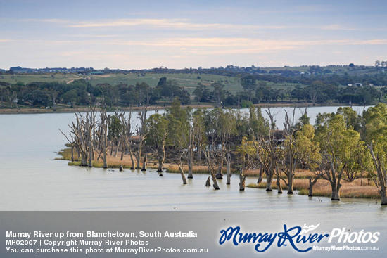 Murray River up from Blanchetown, South Australia