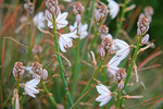 Onion Weed Asphodelus fistulosus near Blanchetown, South Australi