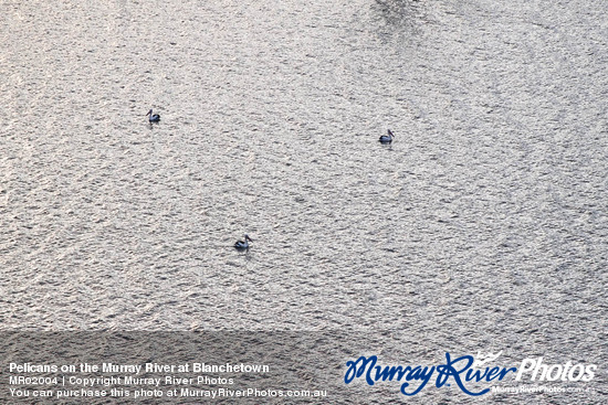 Pelicans on the Murray River at Blanchetown