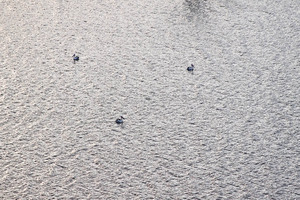 Pelicans on the Murray River at Blanchetown