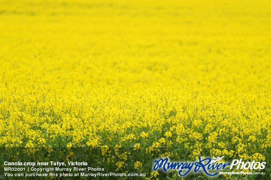 Canola crop near Tutye, Victoria