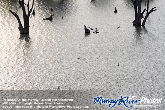 Pelicans on the Murray River at Blanchetown