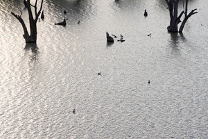 Pelicans on the Murray River at Blanchetown