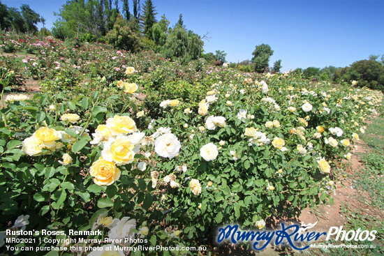 Ruston's Roses, Renmark