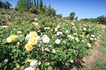 Ruston's Roses, Renmark