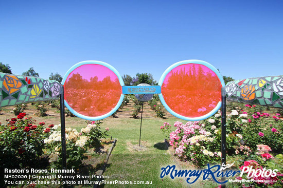 Ruston's Roses, Renmark