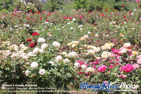 Ruston's Roses, Renmark