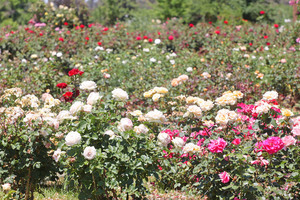 Ruston's Roses, Renmark