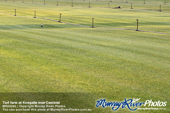 Turf farm at Kongalia near Cambrai