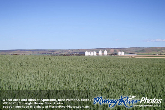 Wheat crop and silos at Apamurra, near Palmer & Mannum