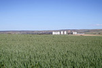 Wheat crop and silos at Apamurra, near Palmer & Mannum
