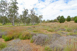 Spinafex grass at Kongalia, Marne River