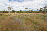 Spinafex grass at Kongalia, Marne River