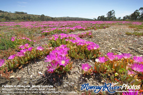 Flowers at Wongulla, South Australia