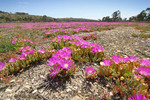 Flowers at Wongulla, South Australia