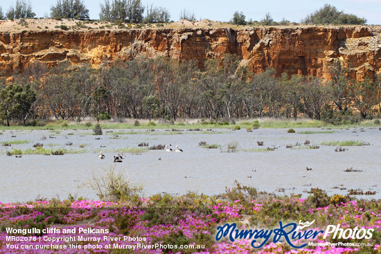 Wongulla cliffs and Pelicans