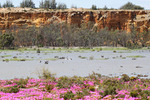 Wongulla cliffs and Pelicans