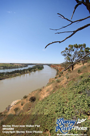 Murray River near Walker Flat