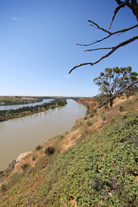 Murray River near Walker Flat