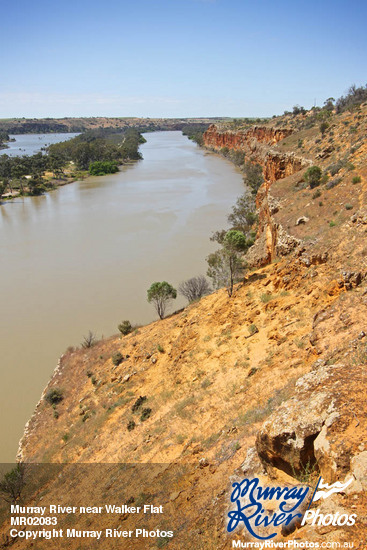 Murray River near Walker Flat