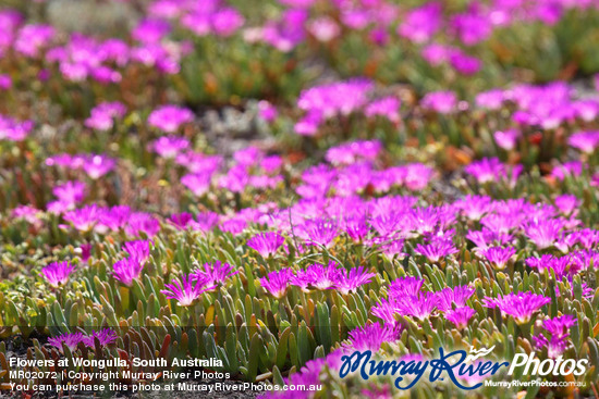 Flowers at Wongulla, South Australia