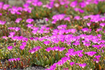 Flowers at Wongulla, South Australia