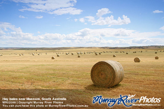 Hay bales near Mannum, South Australia