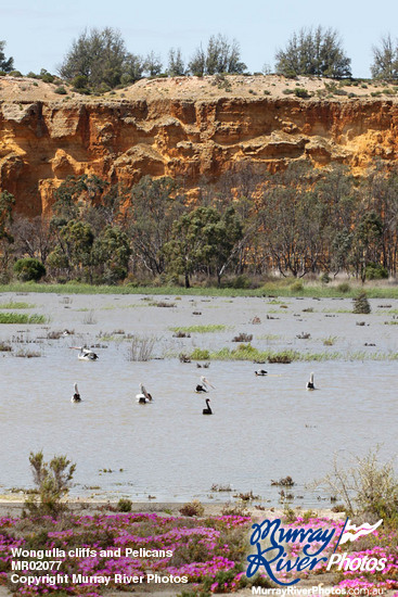 Wongulla cliffs and Pelicans