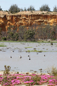 Wongulla cliffs and Pelicans