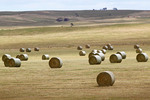 Hay bales near Mannum, South Australia