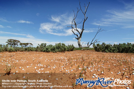 Shells near Paringa, South Australia